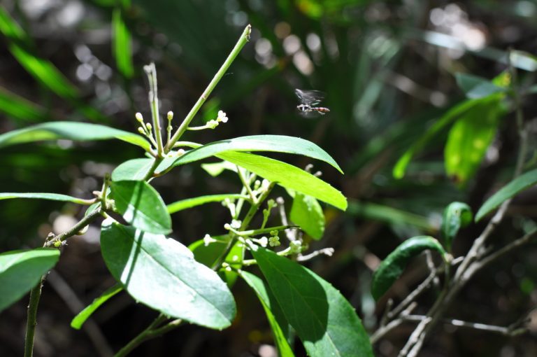 Flower Fly Nectaring on Dahoon Holly in a Highlands County Florida Baygall