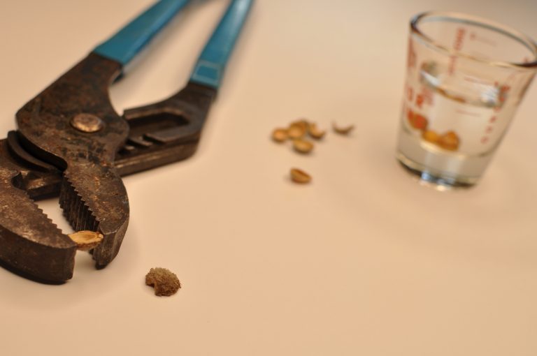 Endocarp Removal Process for Scrub Plum