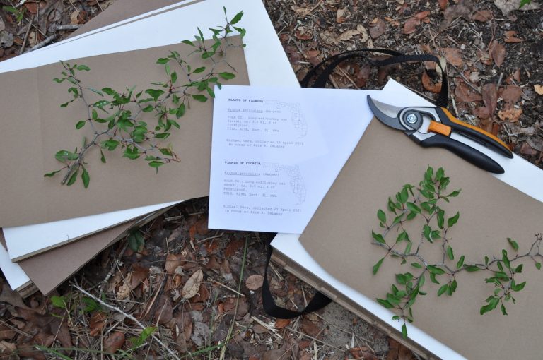 Johnny Butterflyseed Submits Polk County’s First Scrub Plum Herbarium Specimen in Almost 34 Years