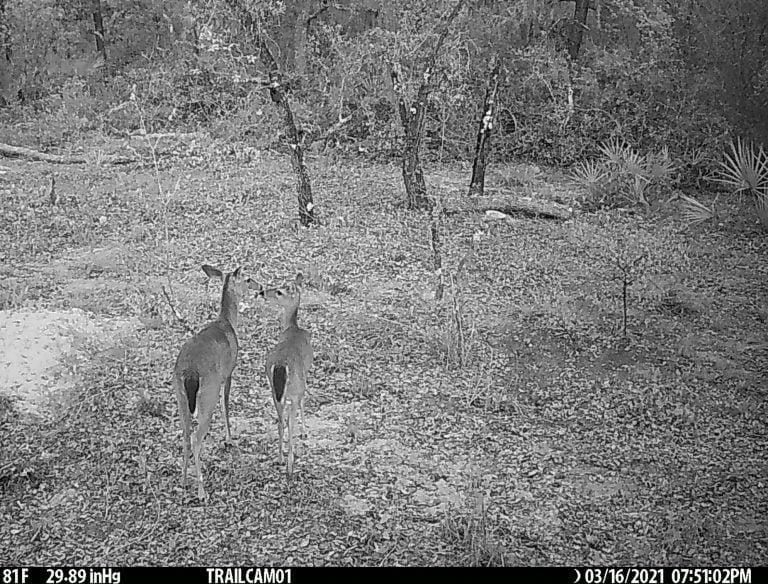 White-tailed Deer Photographed Consuming Rare Florida Endemic Shrub Fruit, Scrub Plum (prunus geniculata), Captured as Part of Life Study