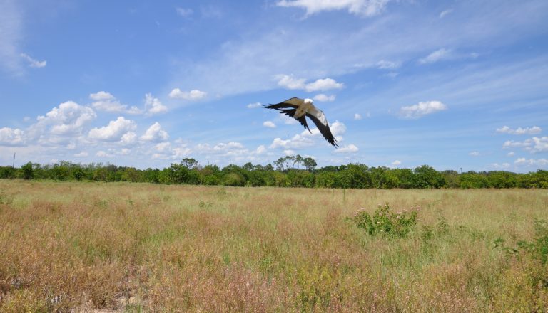 Swallow-tailed Kites Observed Eating Plant Material