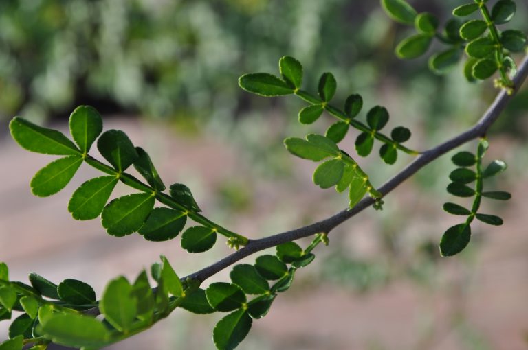 1001 Reasons to Plant Wild Lime (Zanthoxylum fagara) in Florida