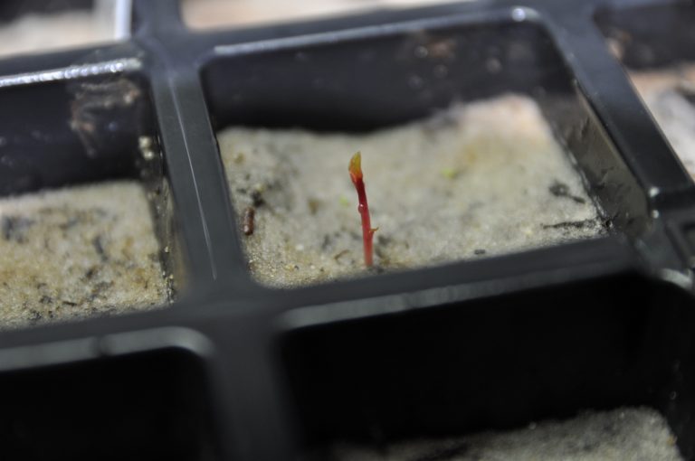 Johnny Butterflyseed Celebrates First Scrub Plum (Prunus geniculata) Sprout