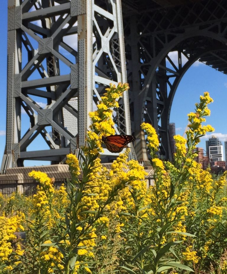 How can a city-dweller help save the Monarch Butterfly?