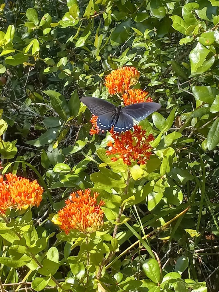 Pipevine Swallowtail (Battus philenor) on Butterfly Milkweed (Asclepias tuberosa)
