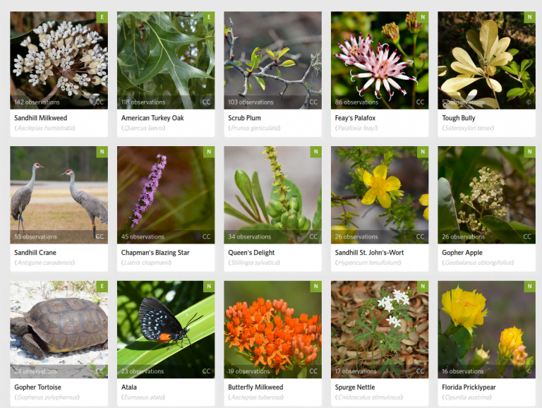Johnny Butterflyseed Tops Multiple iNaturalist Leaderboards!