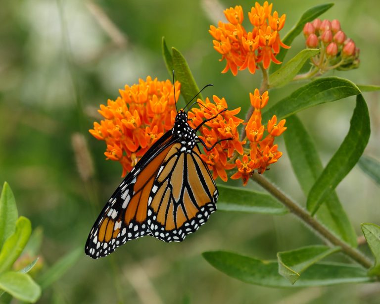 The Many Names of Asclepias Tuberosa