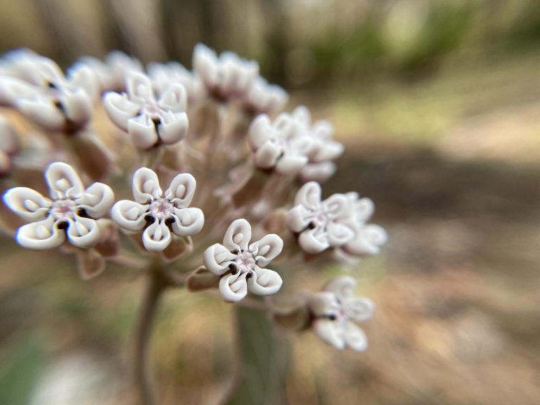 Should We Plant More Milkweed?
