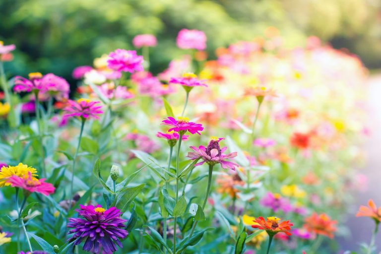What Makes a Good Butterfly Garden?