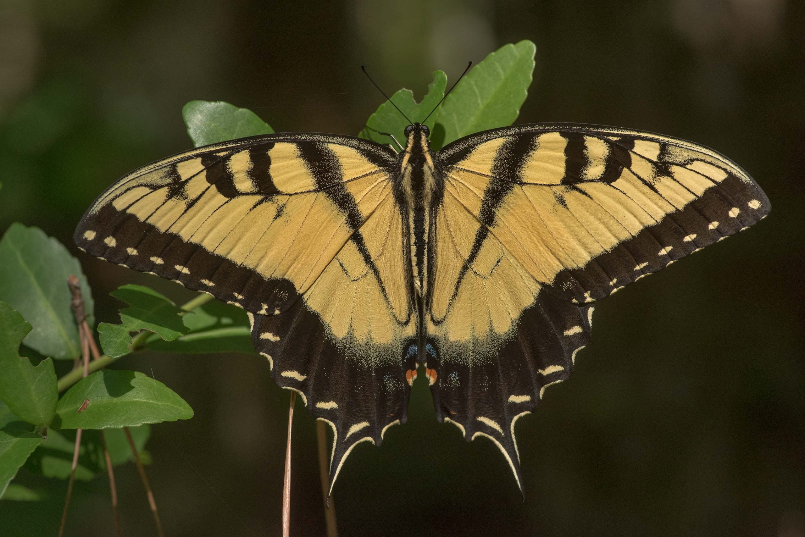 What Is The Larval Host Plant Of The Tiger Swallowtail Johnny