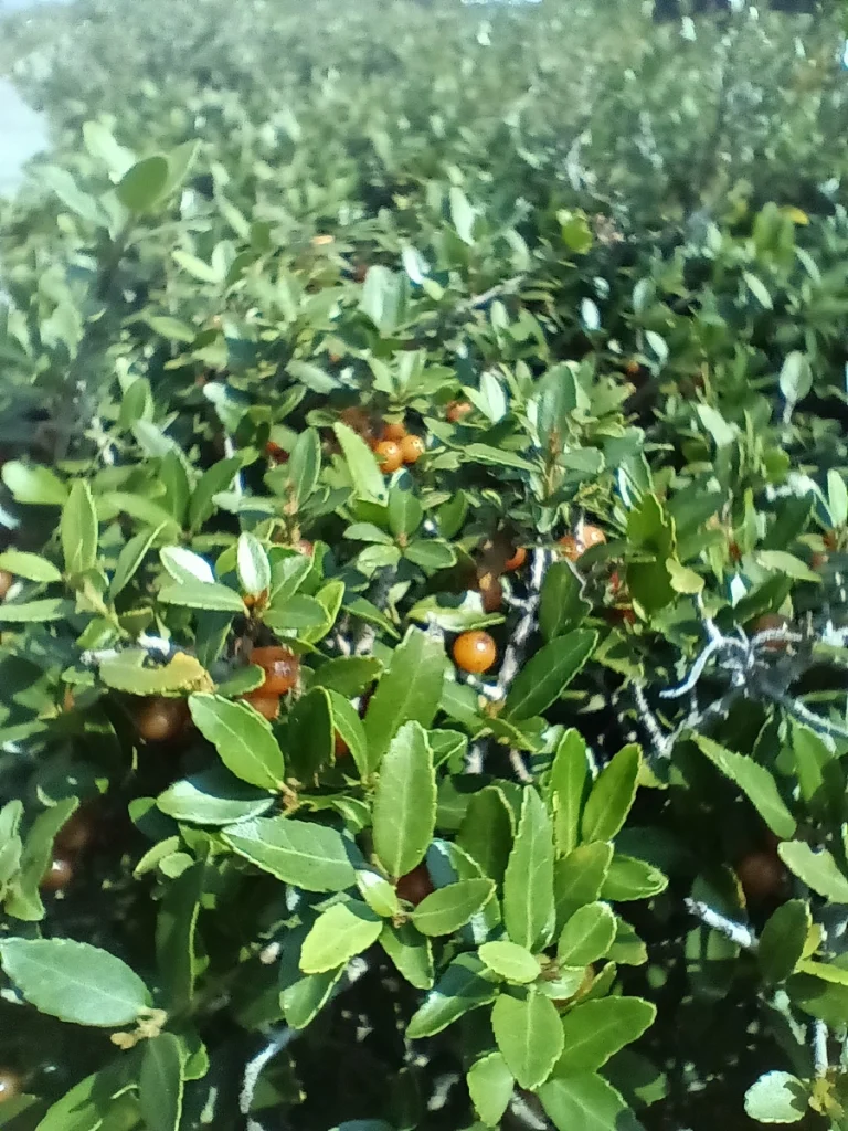 Is Black Drink Holly a Host Plant for Butterflies?