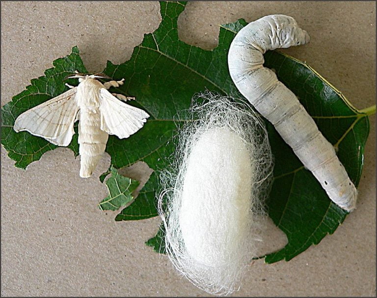 What is the Difference Between a Cocoon and a Chrysalis?