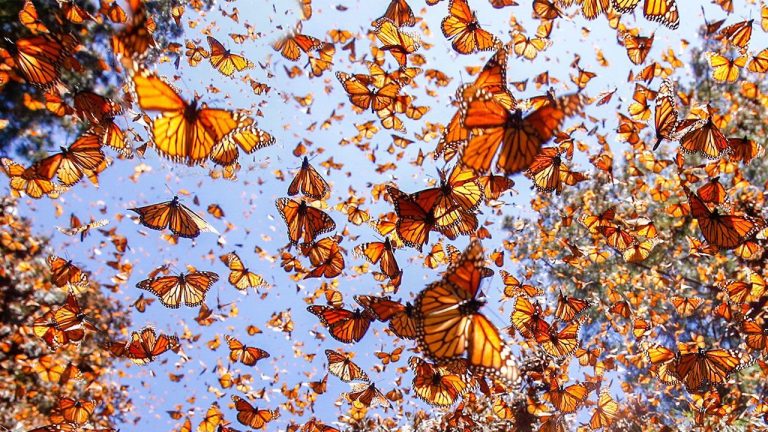 Do Butterflies Migrate?