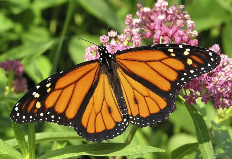 The Most Important Butterfly Larval Host Plants of Florida and The Lake Wales Ridge