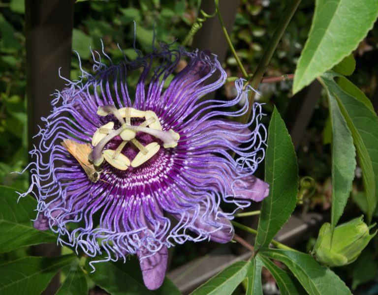 What is a Passionvine?
