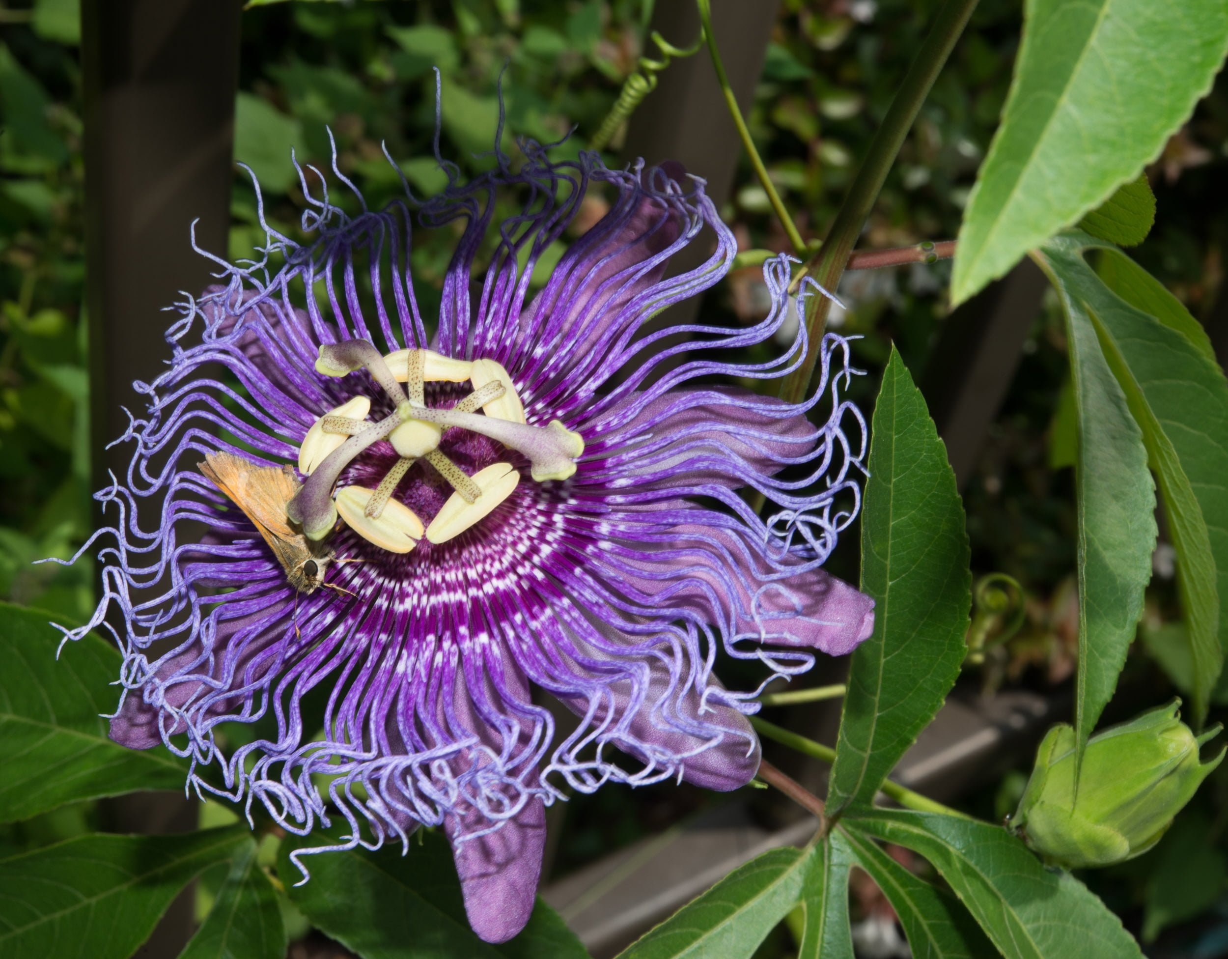 (Passiflora incarnata) purple passion flower