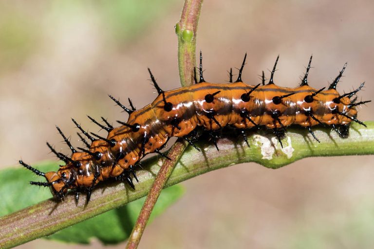 What is a Larval Host Plant?