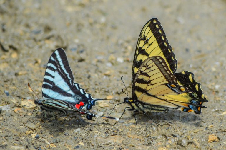 What is the Difference Between a Tiger Swallowtail and a Zebra Swallowtail?