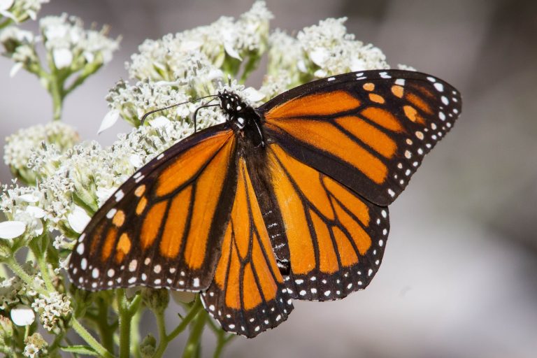 What are the Most Important Butterfly Larval Host Plants of Texas?