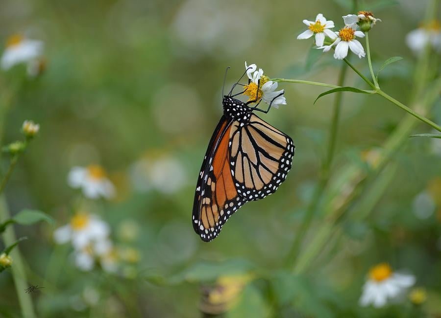 Monarch butterfly hanging on rd erickson