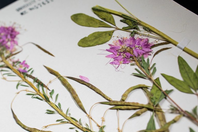 How Can an Herbarium Help Me Identify Milkweed?