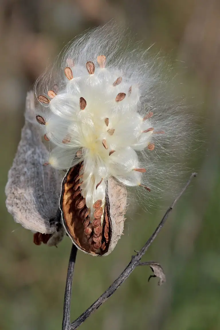 What is it Called When a Plant Spreads its Seeds Using the Wind?