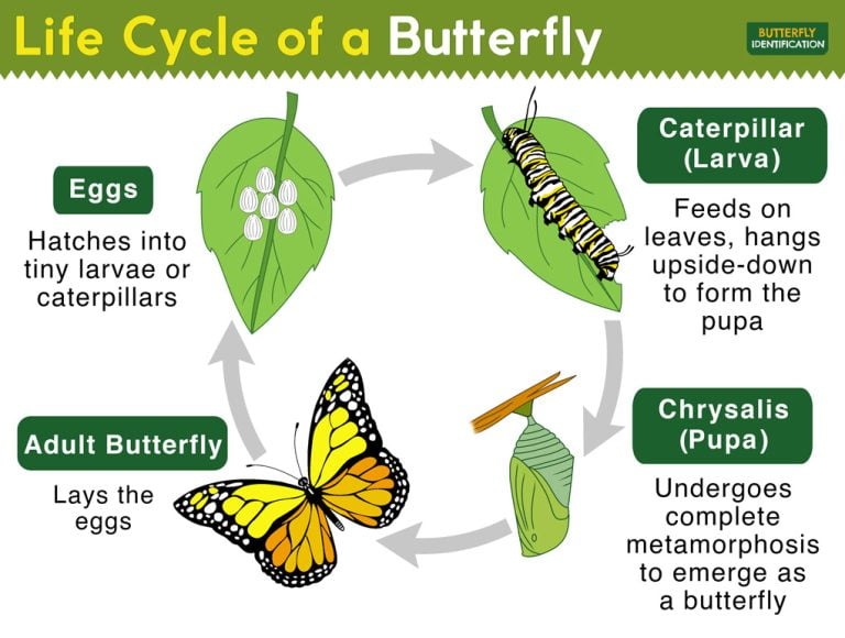 The Butterfly Lifecycle – Simplified!