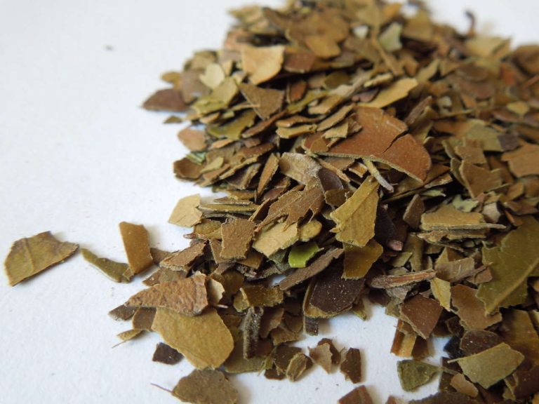 How Do You Make Native American “Black Drink Tea”?