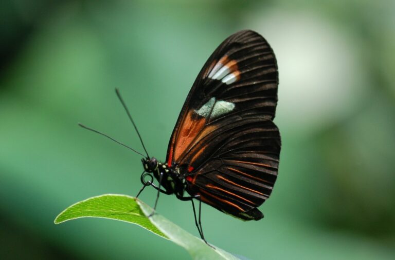 What is Common to All Nymphalidae?