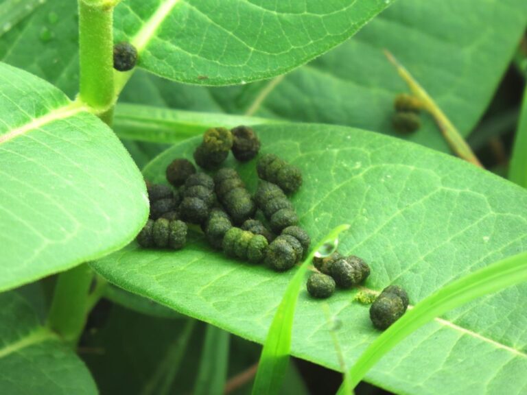 What is Butterfly Poop Called? 💩 🤭