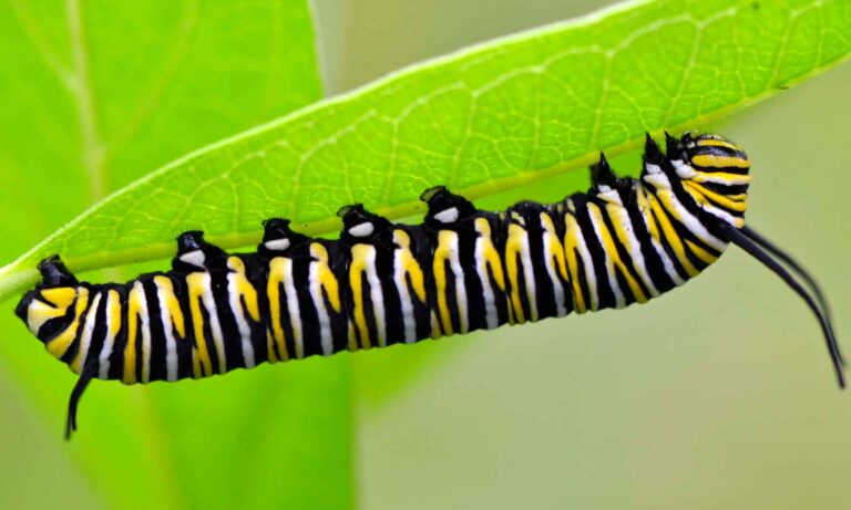 Monarch Caterpillars: A Delicate Balance of Survival and Loss