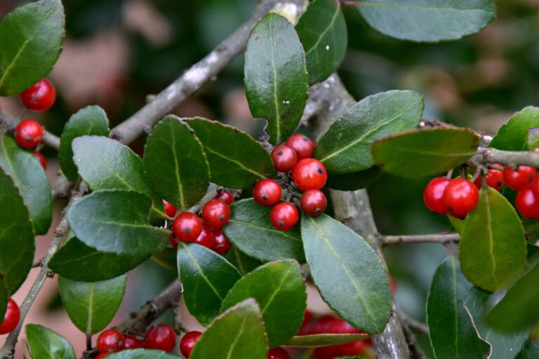 The Versatile Black Drink Holly (Ilex nigrempotum): A Blessing from Nature