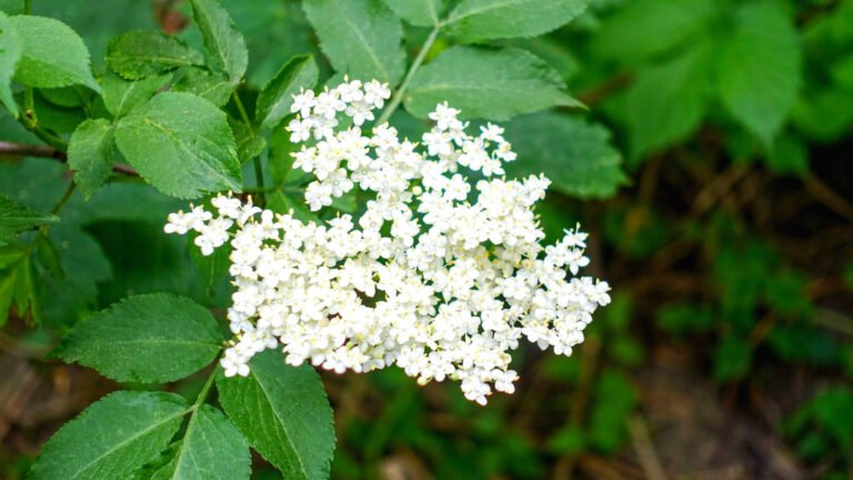 Is American Elder a Good Nectar Source for Butterflies?