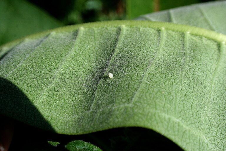 How Long do Monarch Eggs Take to Hatch?