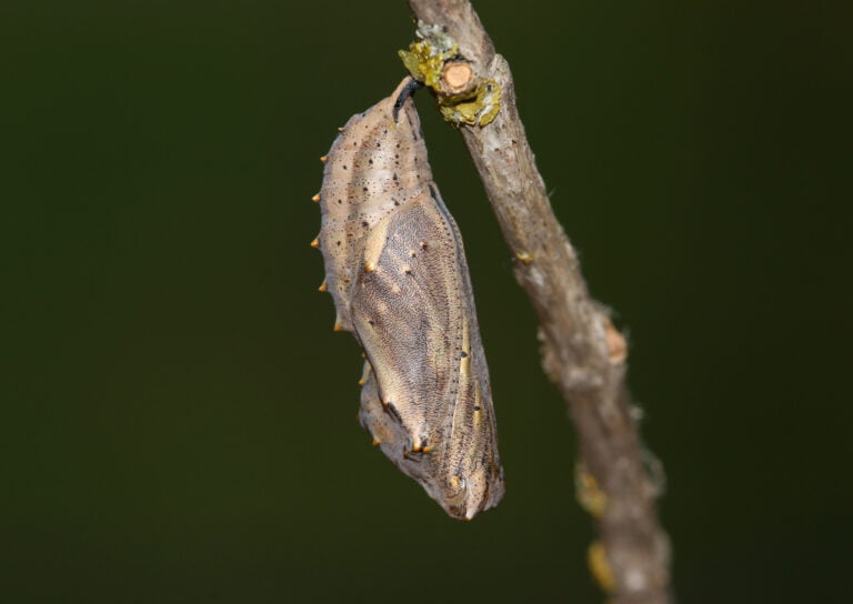 What is a Butterfly Shelter Plant?