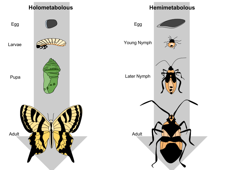 Holometabolous Insects are Fabulous Insects