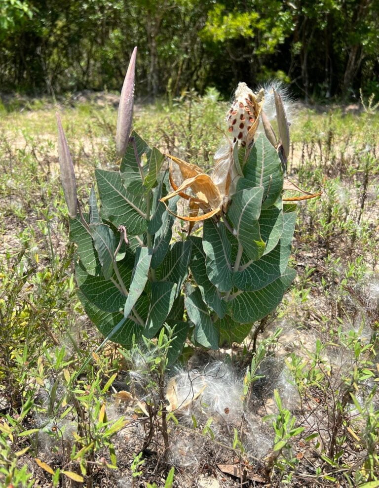 What do Milkweed Seeds Look Like?
