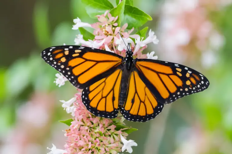 Are There Moths That Look Like Monarch Butterflies?