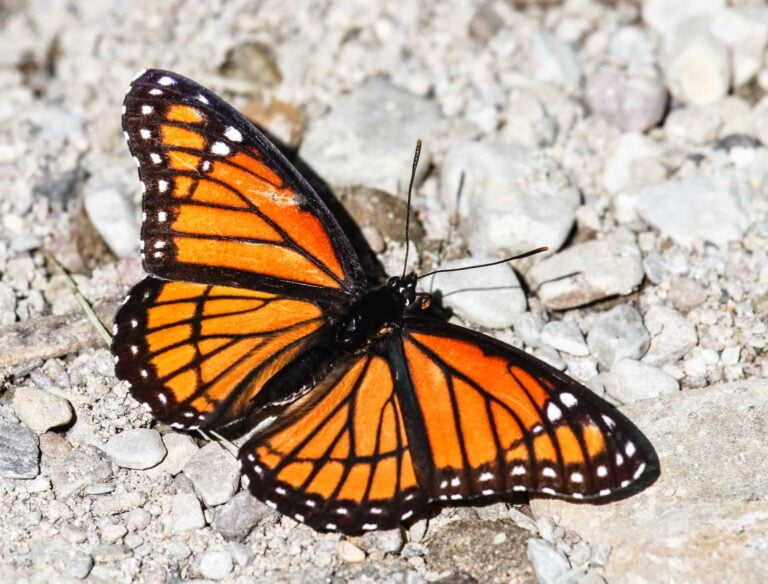 The Viceroy Butterfly: A Master of Mimicry