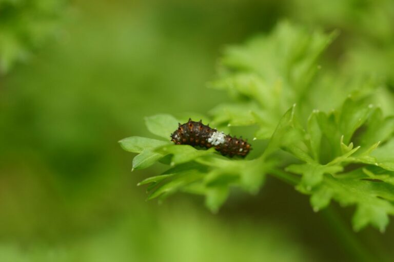 What is a Butterfly Caterpillar “Instar”?