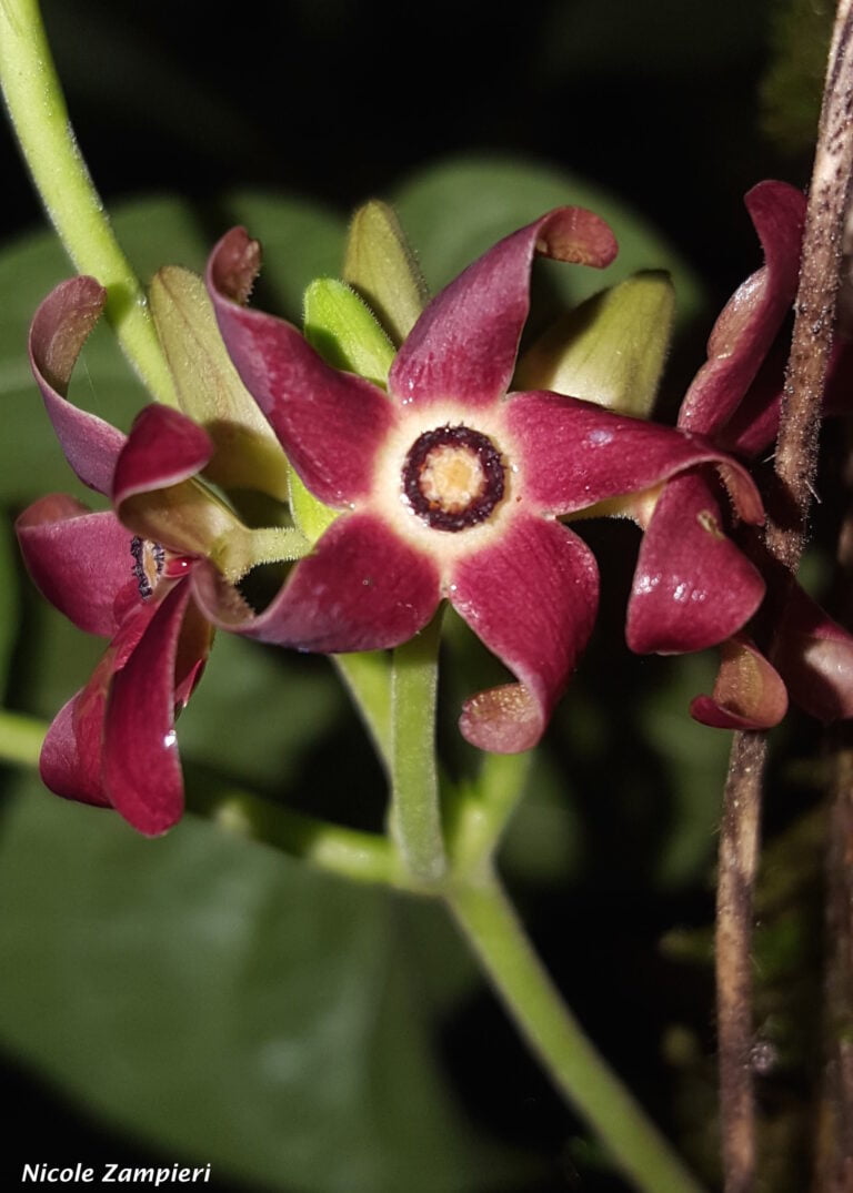 Florida Milkvine (Matelea floridana): A Jewel in the Butterfly Garden