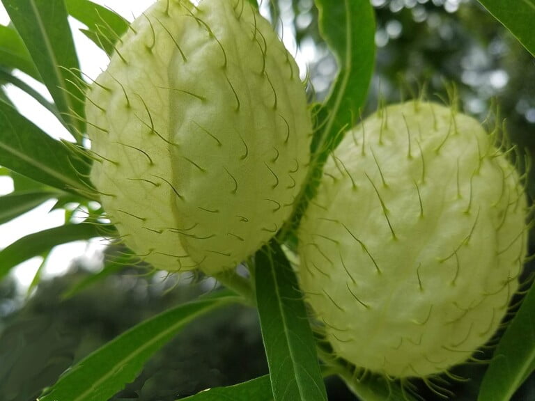 Hairy Balls Found Down Under!! The Milkweed That’s a Butterfly Magnet
