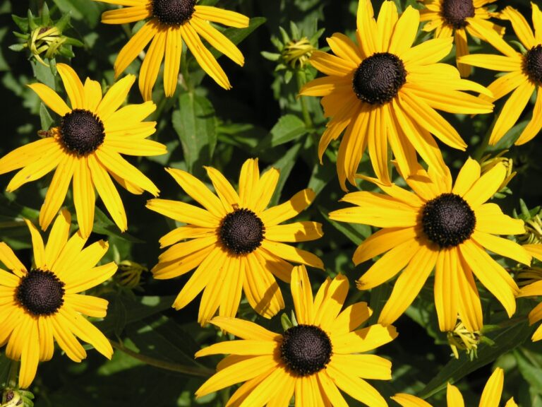 Growing Coneflower for Butterflies: A Horticultural Guide