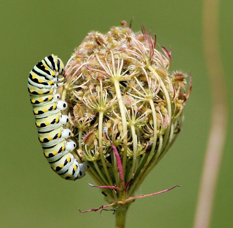 Black Swallowtail Caterpillar Stages