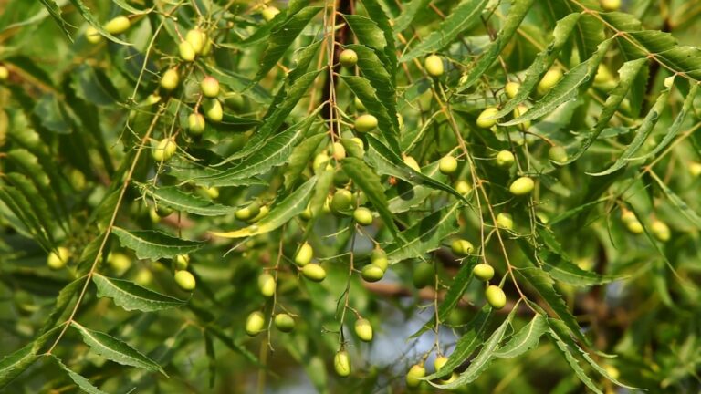 Are Neem Trees Bad for Butterflies?