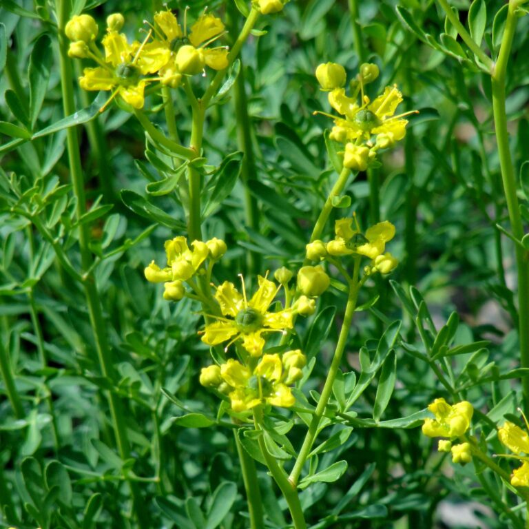 Rue: A Classic Staple in the Butterfly Garden