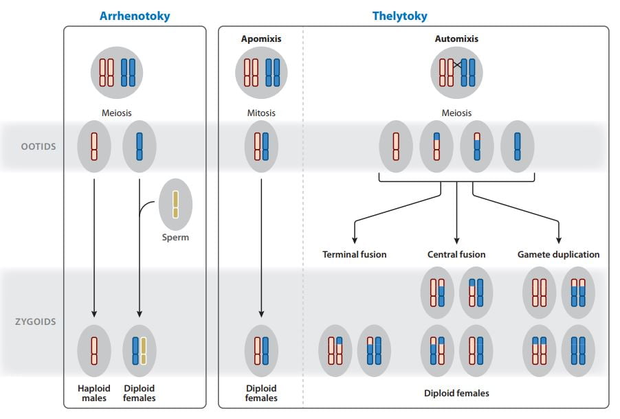 Schema parthenogenese