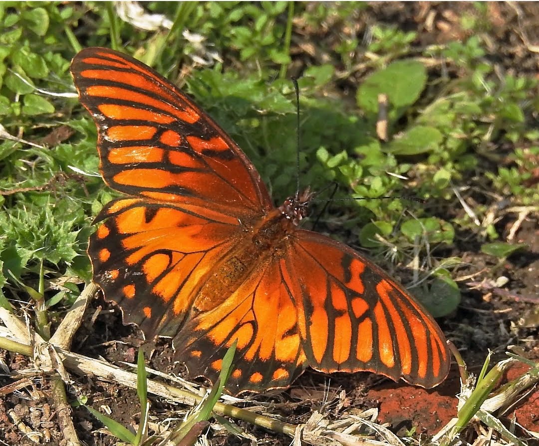 Screenshot 20230803 054939 iNaturalist