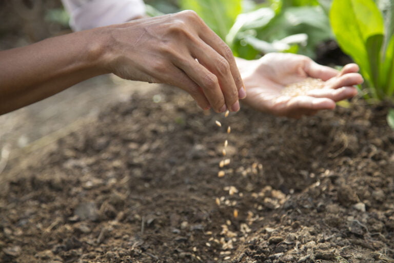 Plant More Milkweed