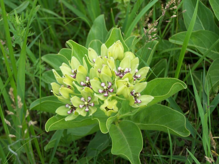 Green Antelopehorn (Asclepias viridis): Native Range and Care Guide Across USDA Zones